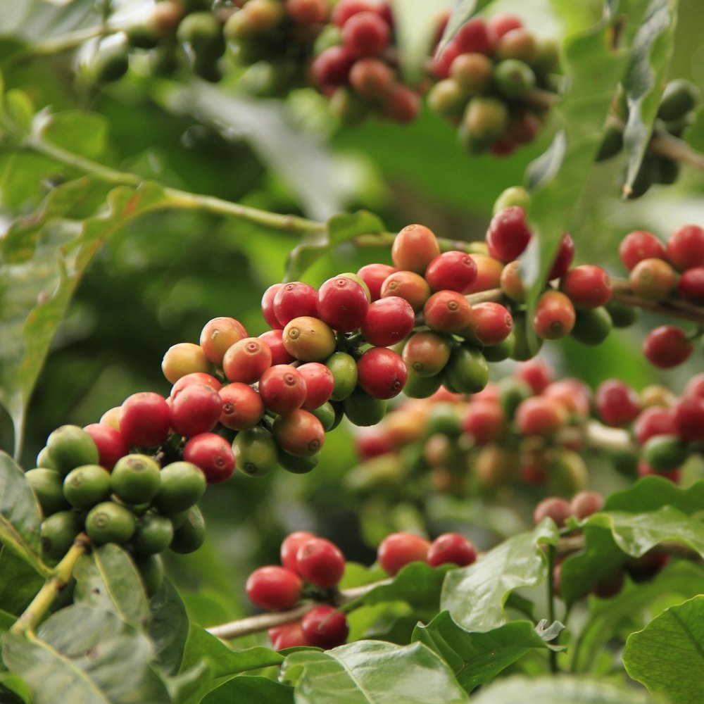 Arabica Coffee