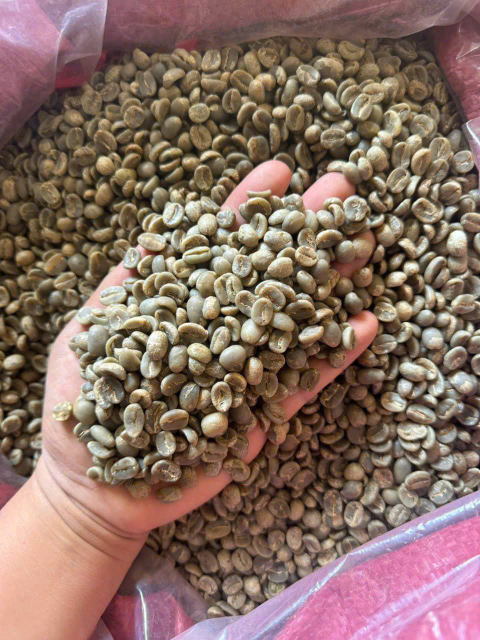 Arabica Coffee