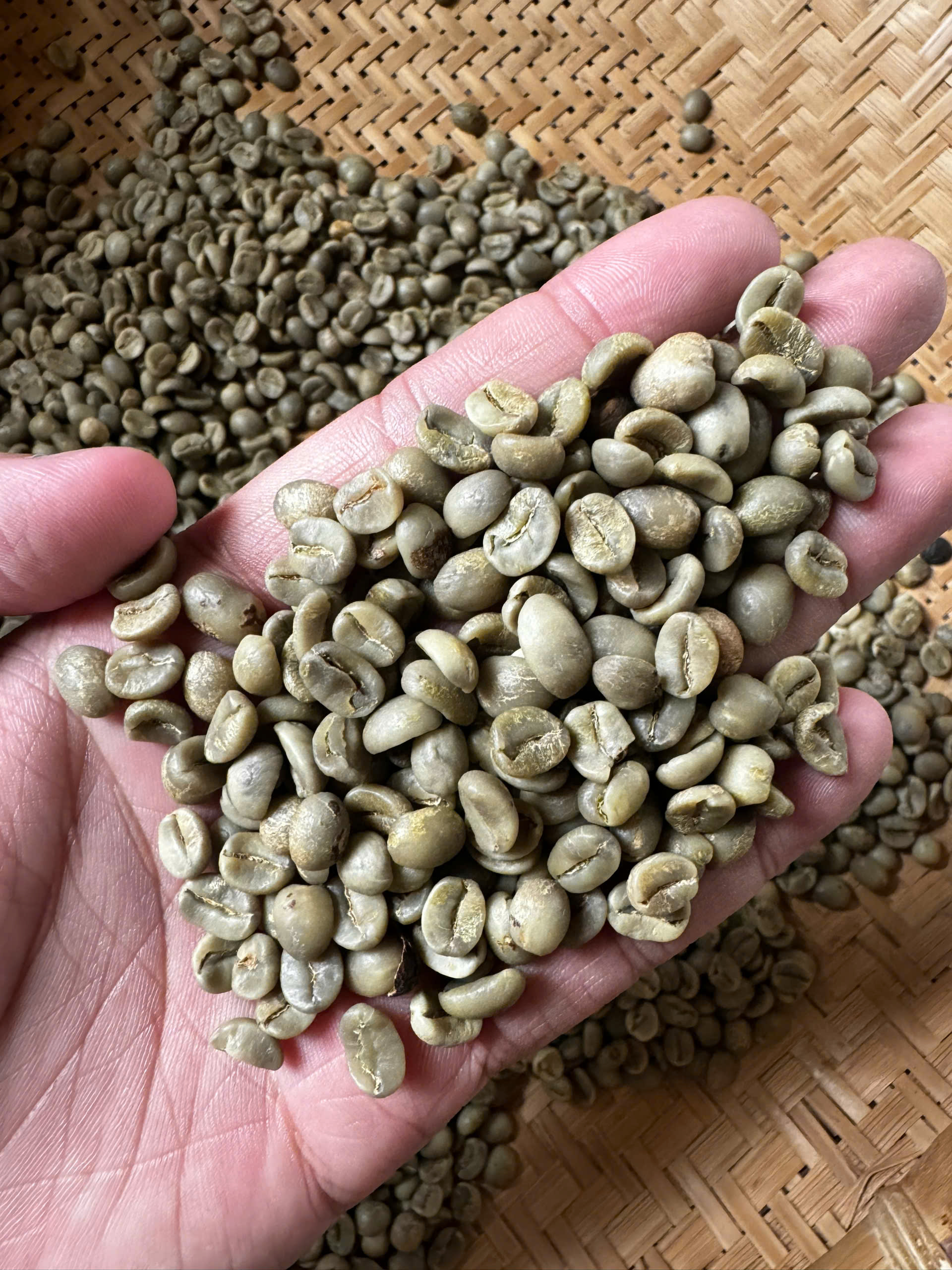 Arabica Coffee