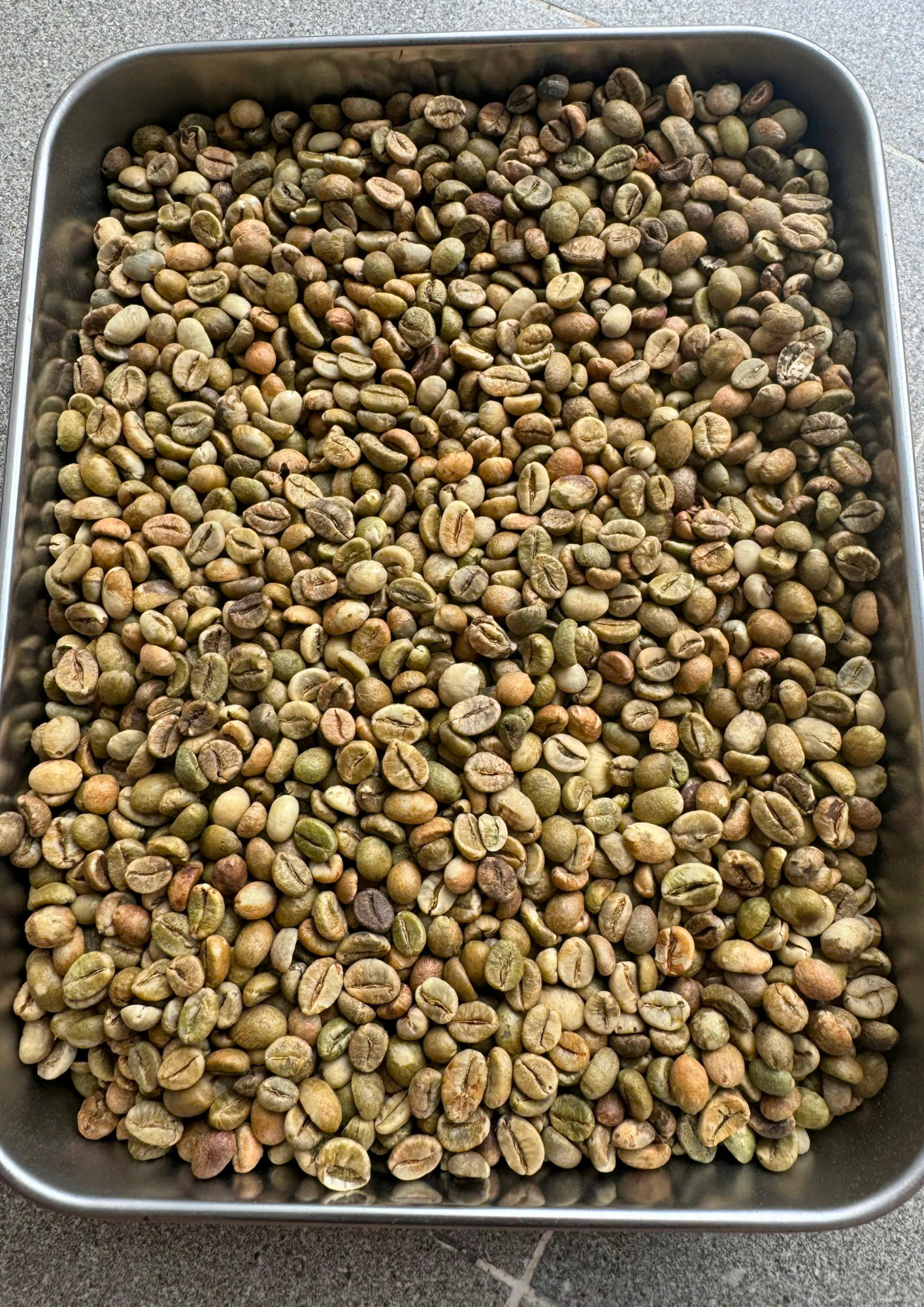 Robusta Coffee