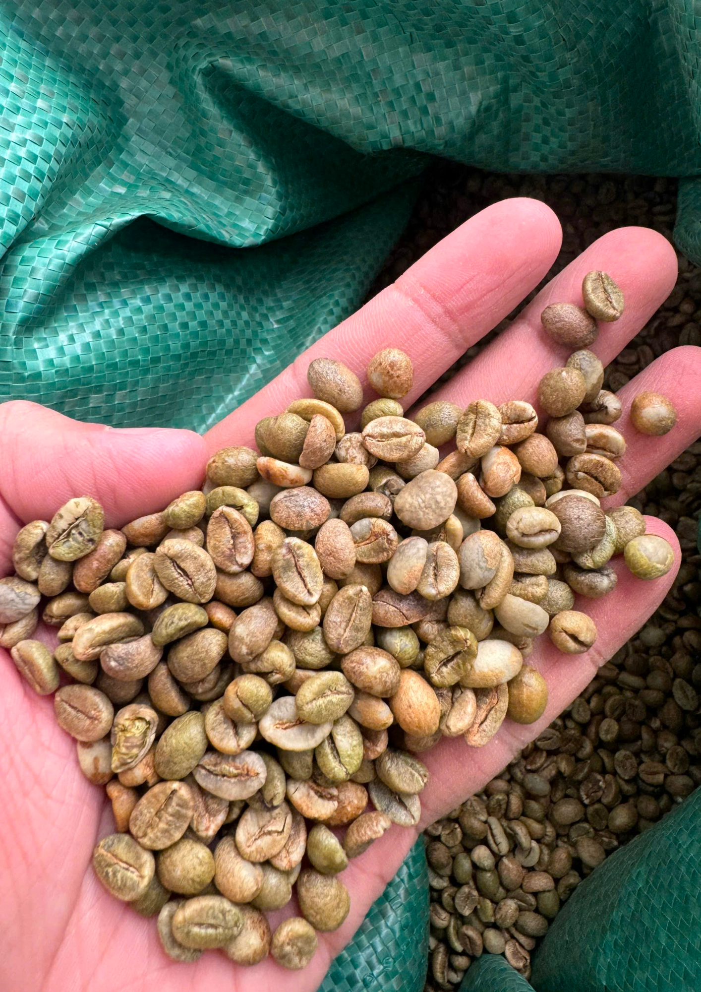 Robusta Coffee