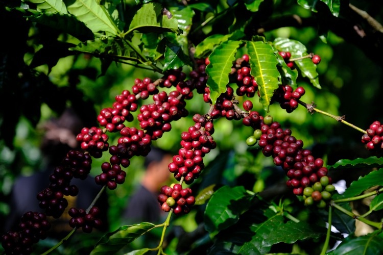 Robusta Coffee